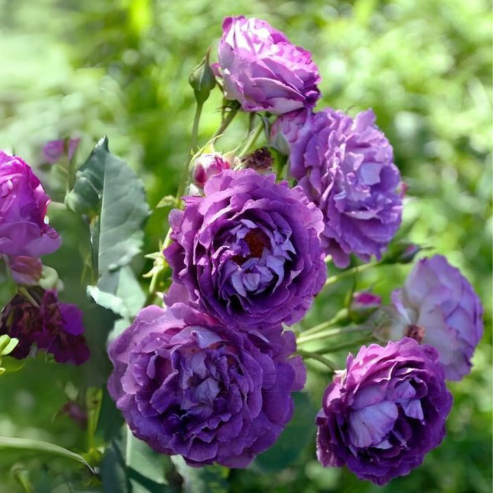 Purple Rose Heirloom Non-GMO Seeds for Planting – Rich Color