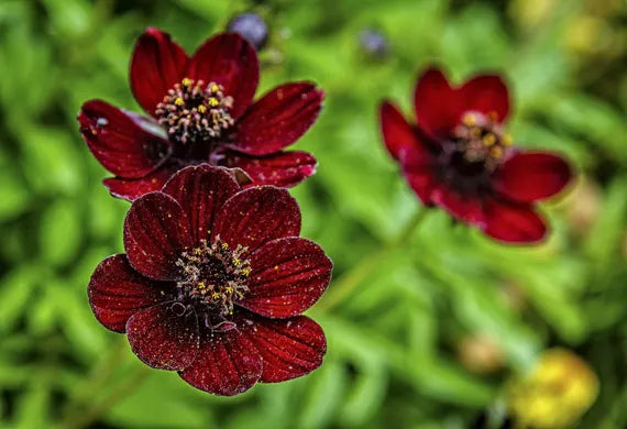 Marron Atrosanguineus Blomsterfrø til udplantning - 100 stk