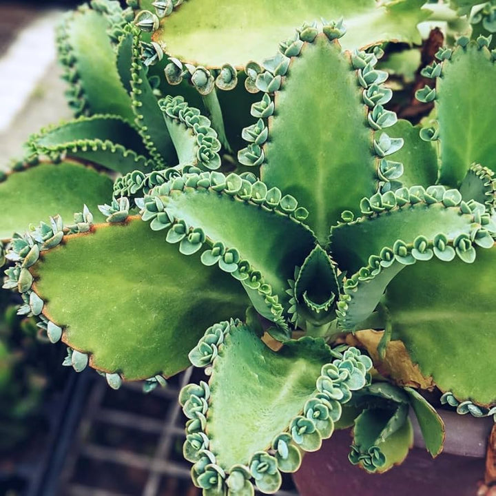 Light Green Kalanchoe Plant Seeds for Planting