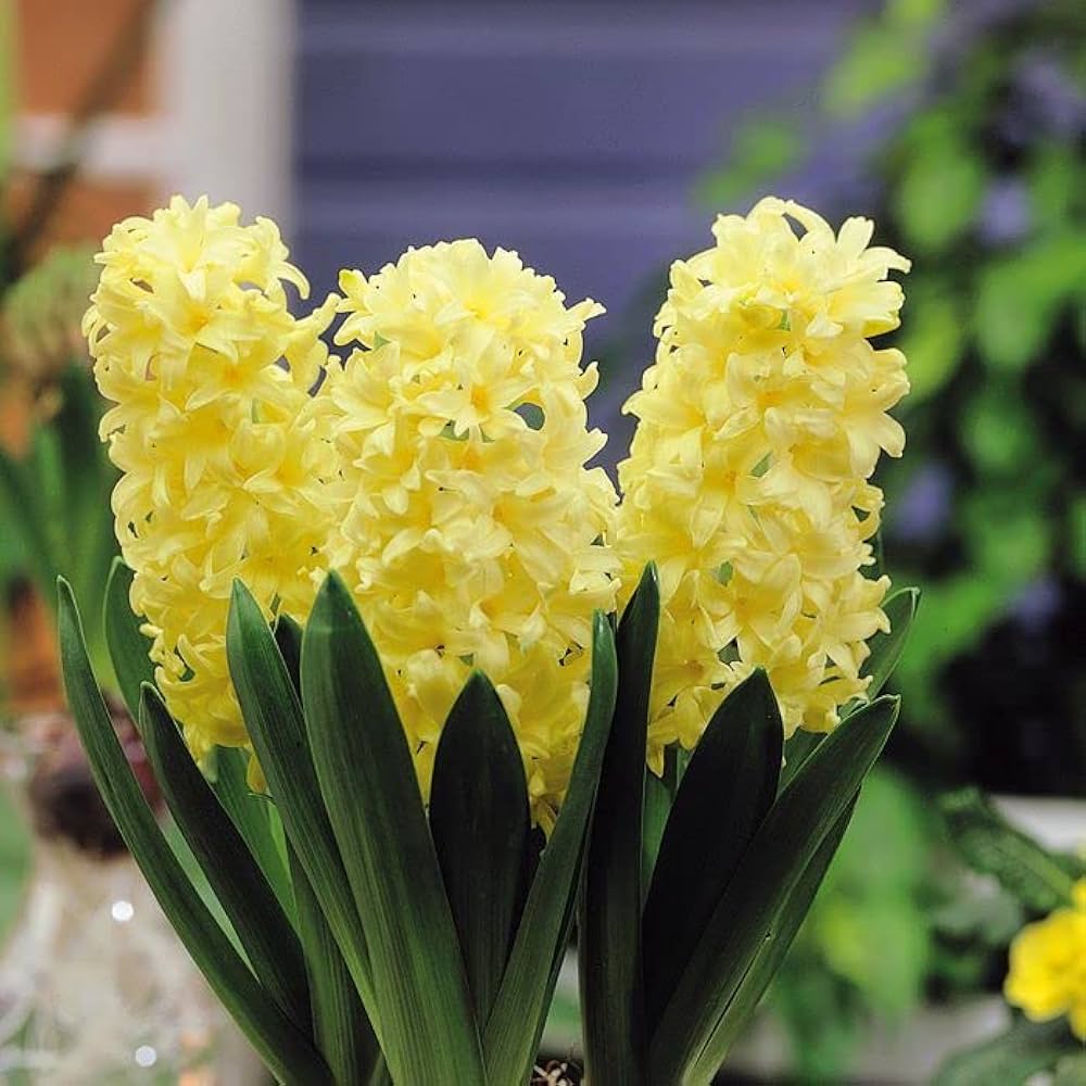 Gule Hyacinthus Orientalis blomsterfrø til udplantning - 100 stk