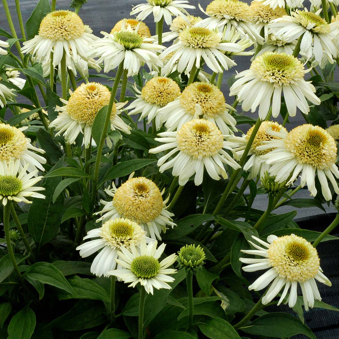 Vanilla Echinacea Flower Seeds for Planting - Heirloom, Non-GMO Seeds for Home Garden