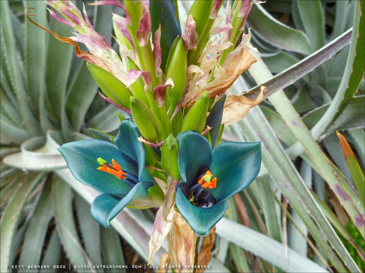 Green Blue Puya Plant Seeds for Planting, 100 pcs