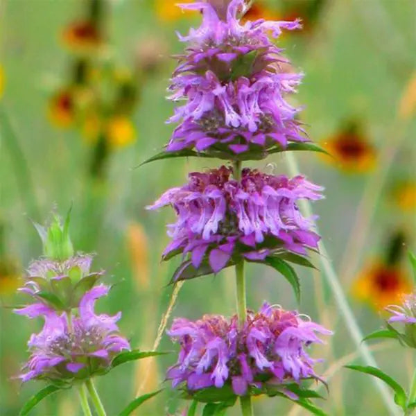 Violet Lemon Bee Flower Seeds for Planting - Heirloom Seeds for Your Beautiful Home Garden