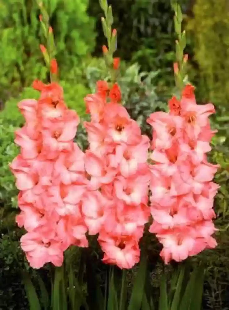 Pink Gladiolus Hybridus Blomsterfrø til udplantning - 100 stk