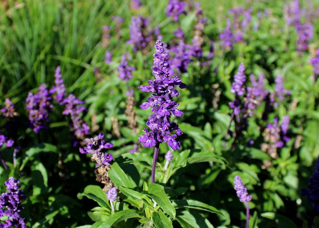 Farinacea Violet Seeds for Planting – Organic, Heirloom, Non-GMO Garden Seeds