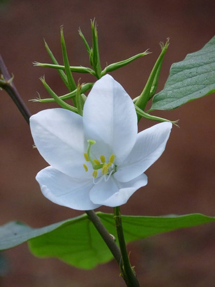 White Racemosa Flower Seeds for Planting - 100 pcs