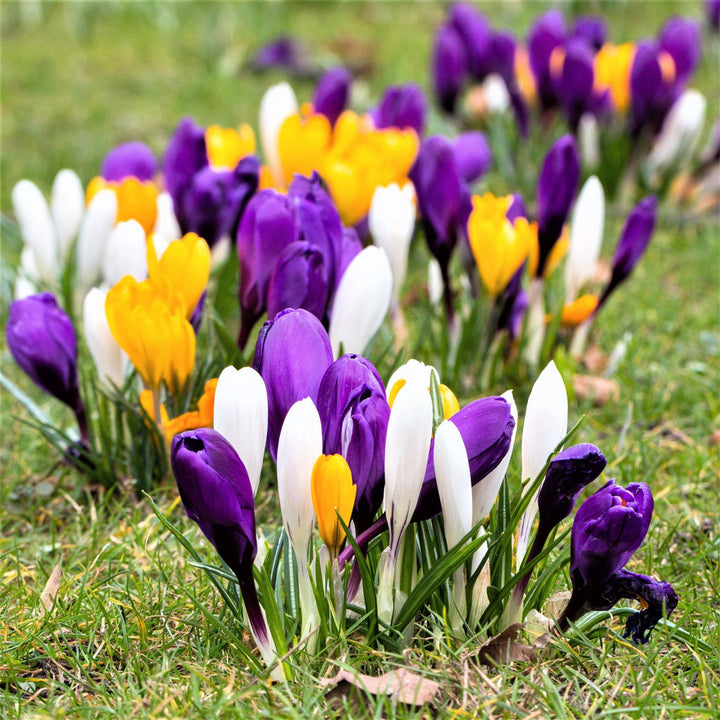 Crocus Flower Seeds Mixed Colors for Planting 100 pcs