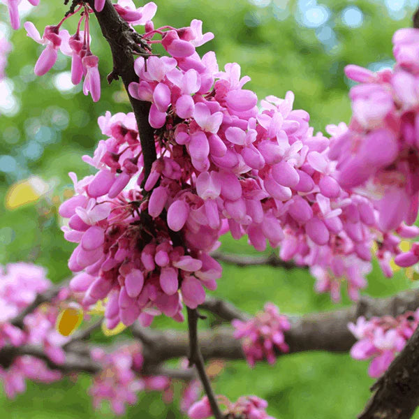 Heirloom Non-GMO Pink Cercis Flower Seeds for Ornamental Garden Planting