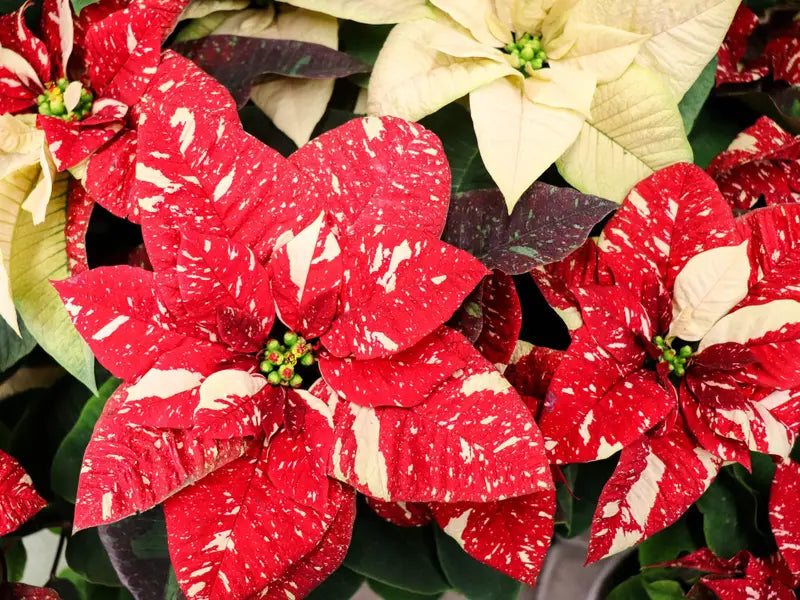 Red White Poinsettia Flower Seeds – Heirloom Non-GMO Festive Blooms for Garden and Pot Planting