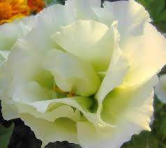 White Lisianthus Logro Flower Seeds for Planting - Heirloom, NON-GMO, Easy to Grow Garden Blooms