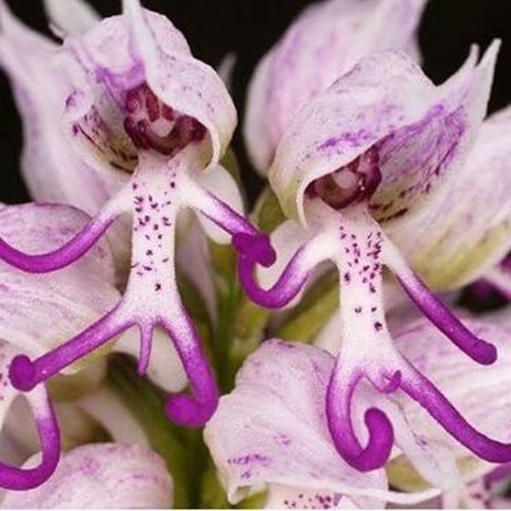 Heirloom Non-GMO Purple Orchis Italica Flower Seeds – Unique Helmet Orchid Blooms for Garden Planting