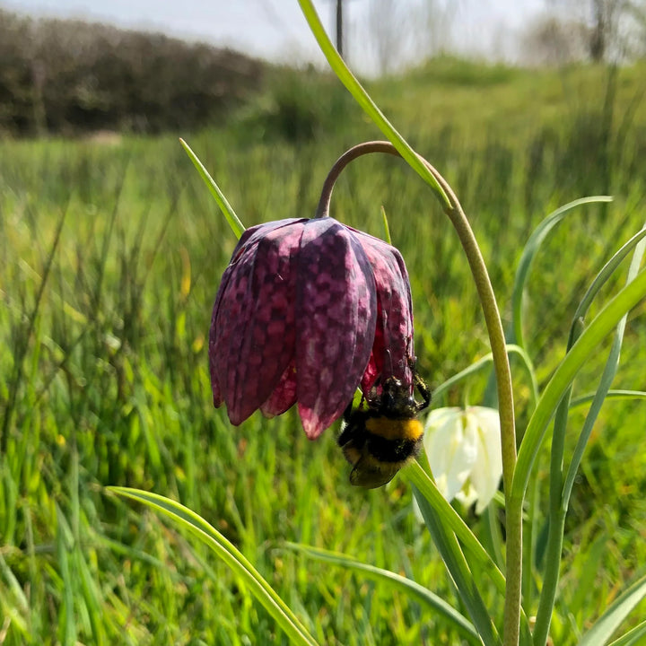 Fritillaria Plantefrø til udplantning - 100 stk