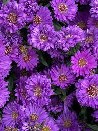 Purple Astrantia Masterwort Seeds for Planting - 100 pcs