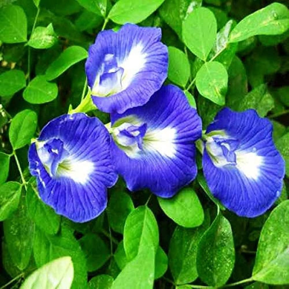 Friske Clitoria Blomsterfrø til udplantning - 100 stk