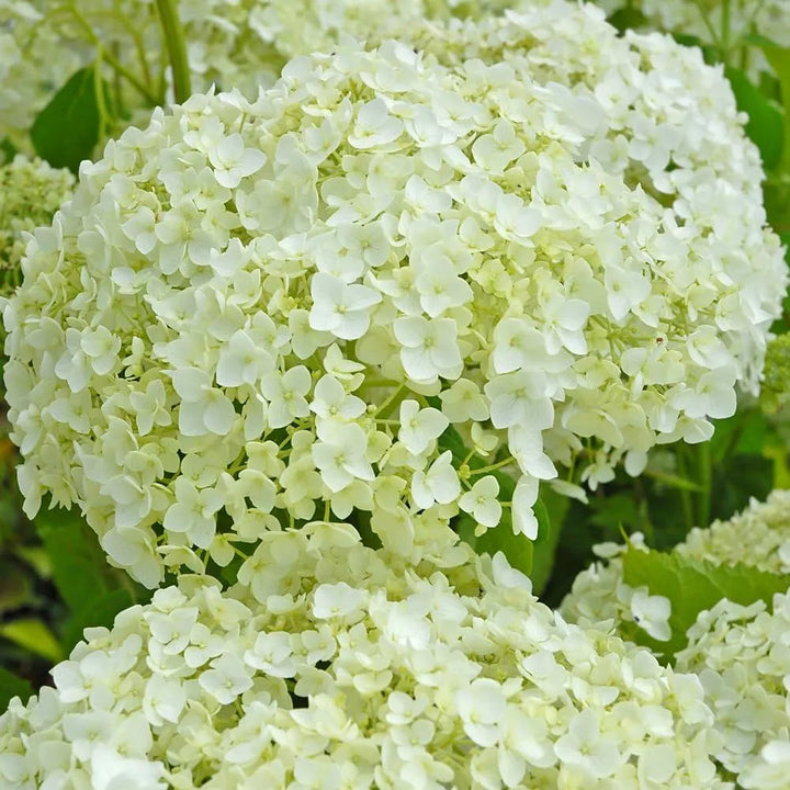 Annabelle Flower Seeds for Planting, 100 pcs