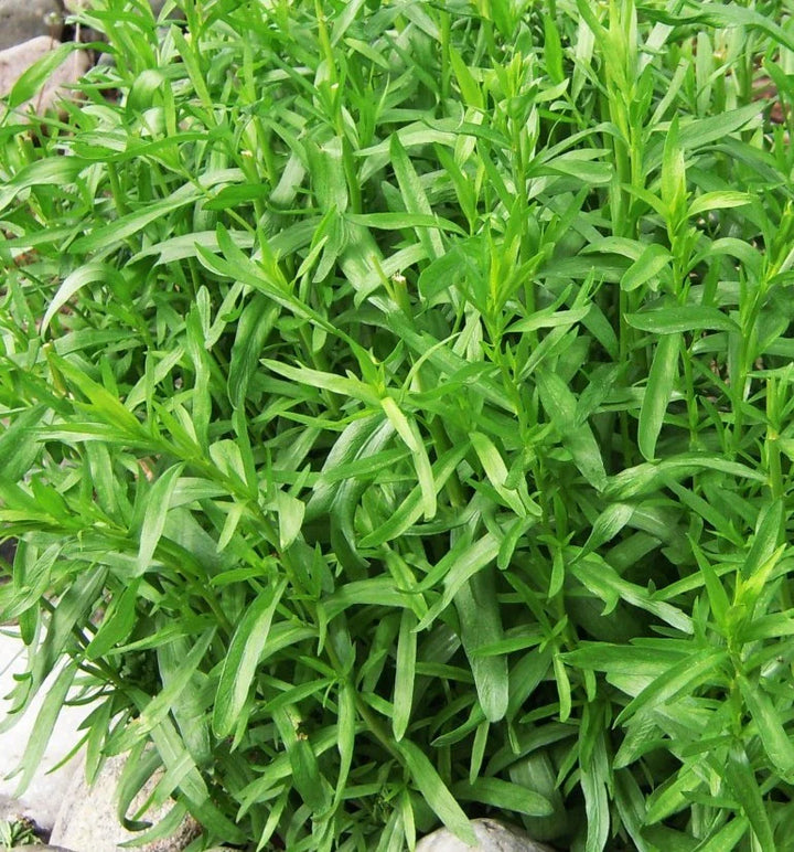 Tarragon Plant Seeds for Planting - 100 pcs