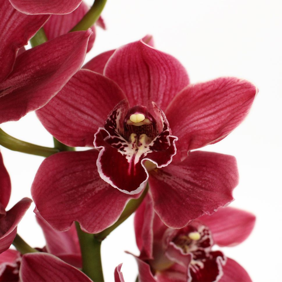 Cymbidium Orchid Seeds – Heirloom, Non-GMO, High Germination Organic Garden Seeds for Planting Rare Flowering Orchids