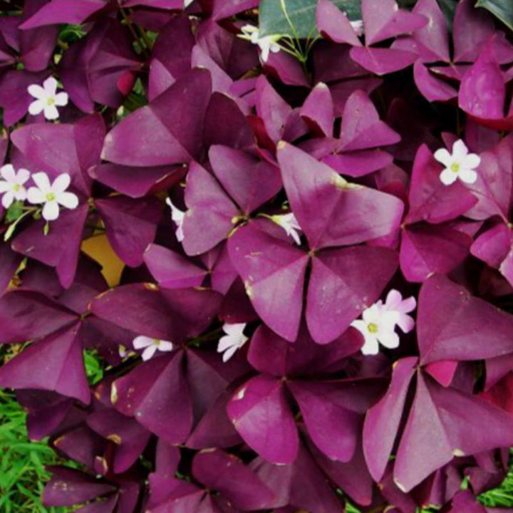 Heirloom Non-GMO Red Woodsorrel Flower Seeds for Garden Planting – Clover-Like Blooms, High Germination