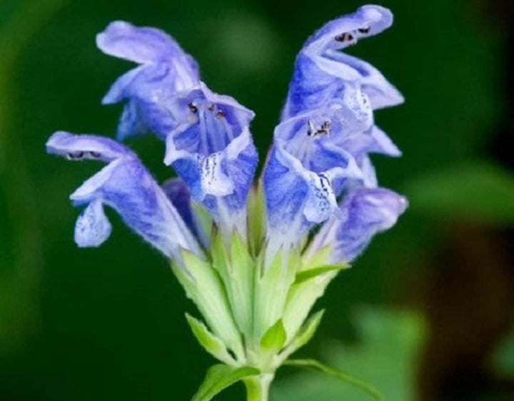 Dracocephalum Flower Seeds – Heirloom Non-GMO Dragonhead Blooms for Pollinator-Friendly Garden Planting