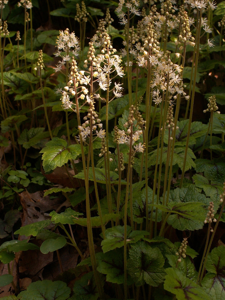 Grønne Tiarella plantefrø til udplantning - 100 stk