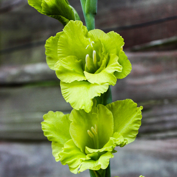 Gladiolus lysegrønne blomsterfrø til plantning - 100 stk