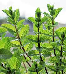 Peppermint Mint Seeds for Planting