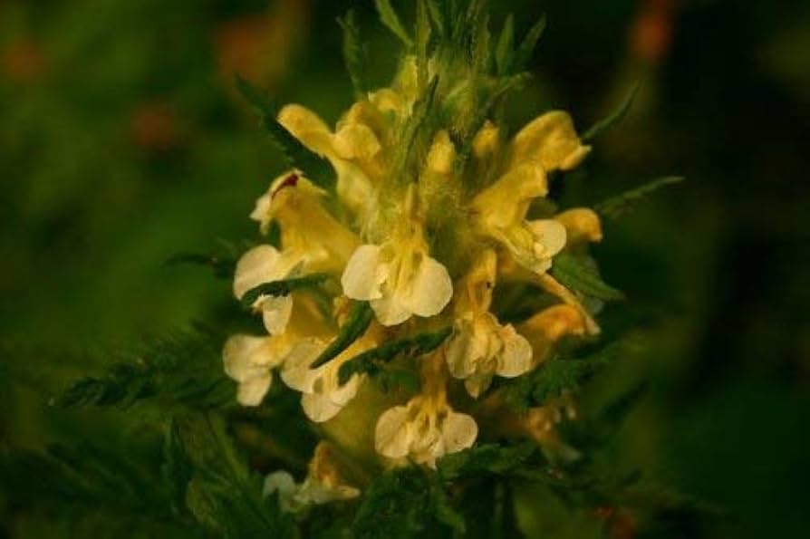 Gule Pedicularis Lanceolata blomsterfrø til udplantning - 100 stk