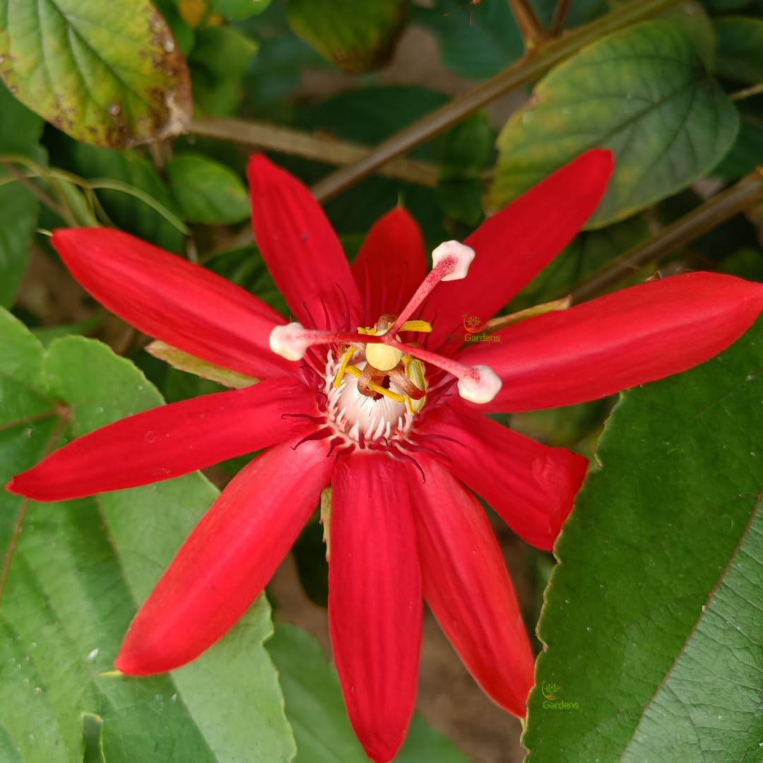 flower vine seeds Passiflora Coccinea Flower Seeds – Heirloom Non-GMO Seeds for Planting – Neeraseeds