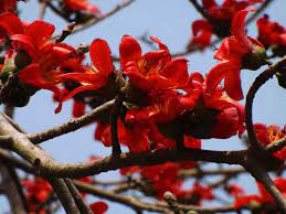 Ceiba Flower Seeds for Planting - 100 pcs