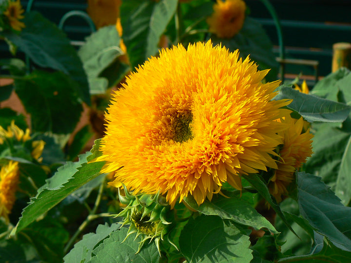 Yellow Honey Bear Flower Seeds for Planting - 100 pcs