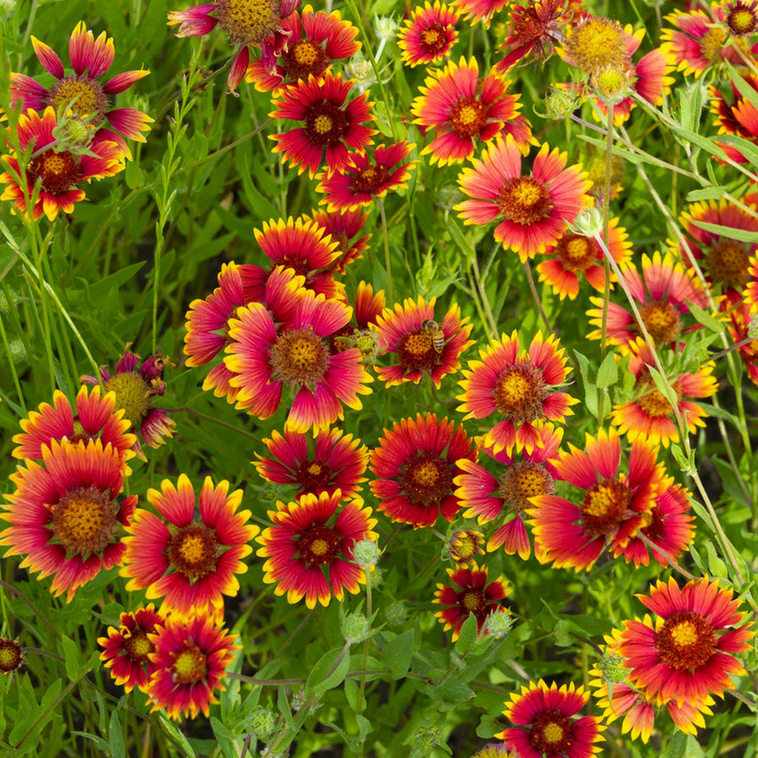 Gaillardia Aristata blomsterfrø til plantning - 100 stk