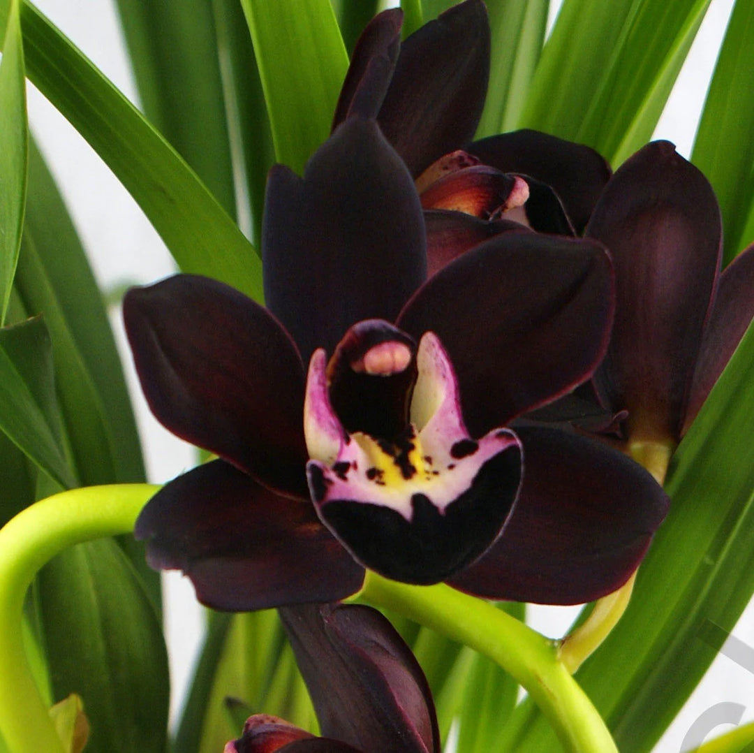 Sorte Cymbidium Faberi frø til udplantning - 100 stk