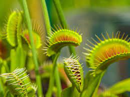 Carnivorous Flower Seeds for Planting - 100 pcs