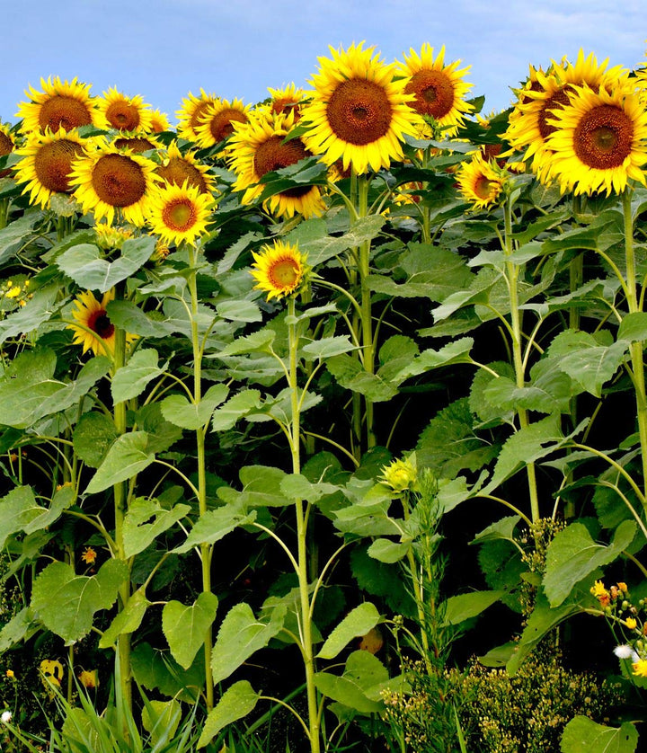 Gule hybridsolsikkefrø til plantning - 100 stk