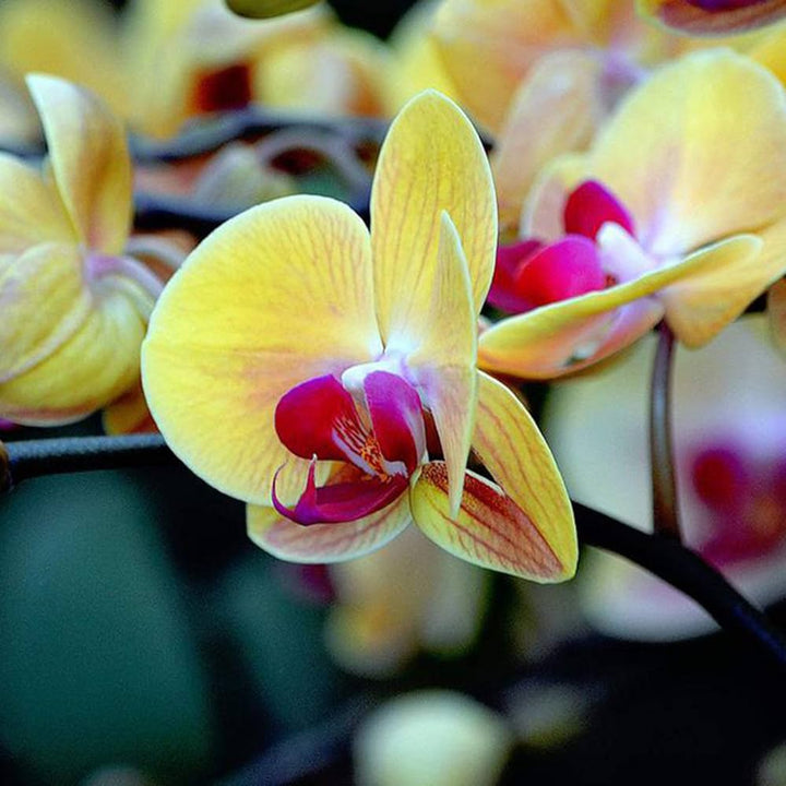 Light Yellow Butterfly Orchids Flower Seeds for Planting, 100 pcs