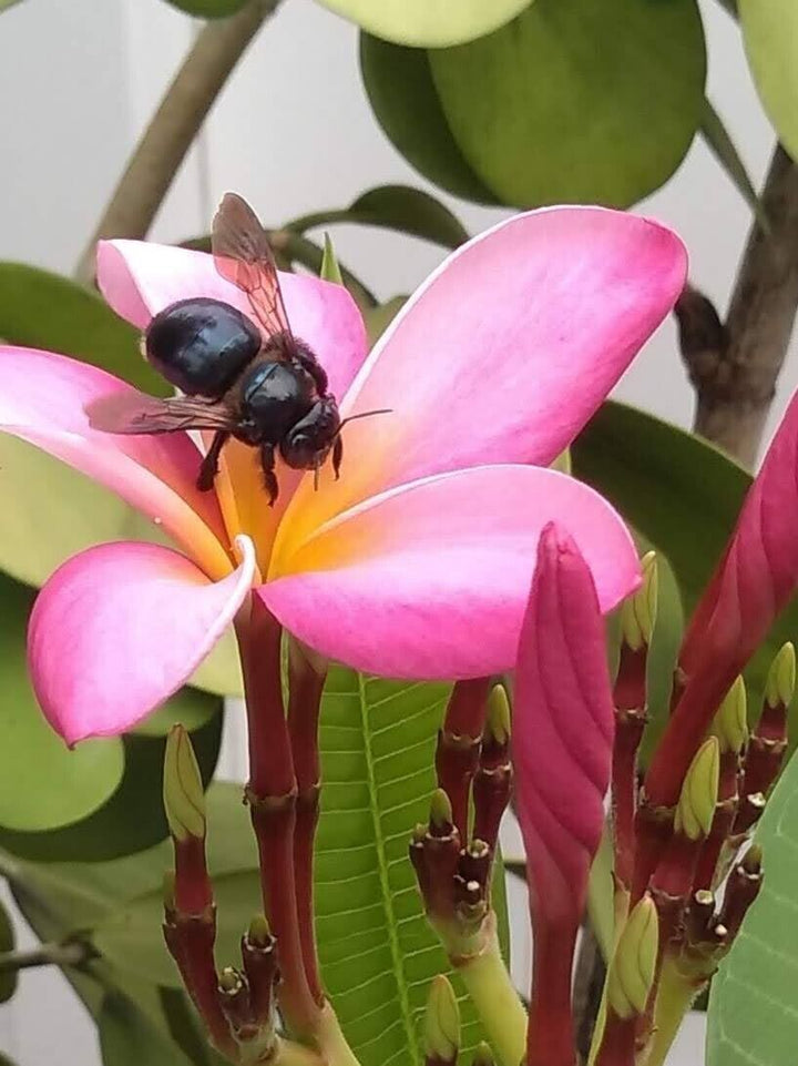 Lyserøde Frangipani blomsterfrø til plantning - 100 stk