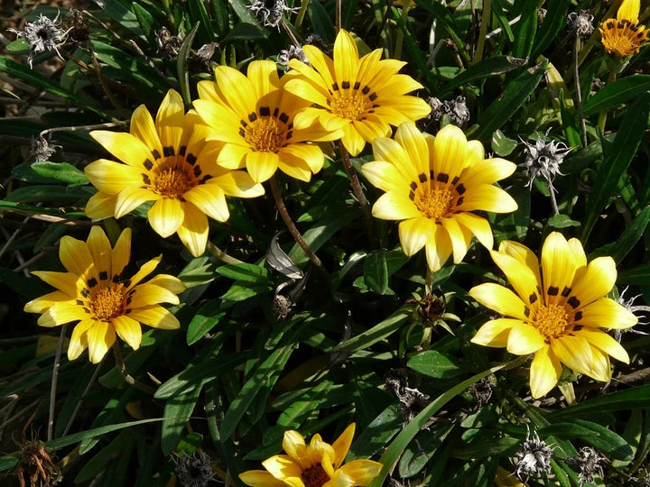 Organic Yellow Gazania Flower Seeds for Planting – Heirloom, Non-GMO