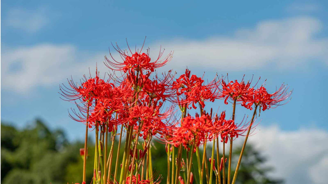 Lycoris Blomsterfrø til Plantning 100 stk