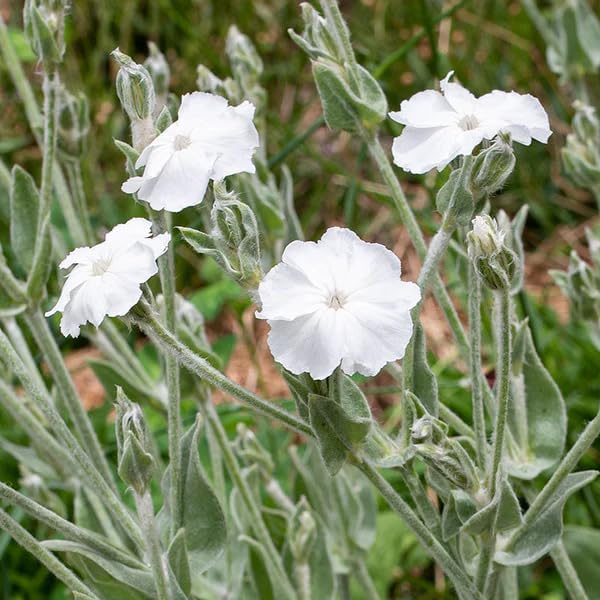 Organic White Alba Lychnis Flower Seeds for Planting – Heirloom, Non-GMO