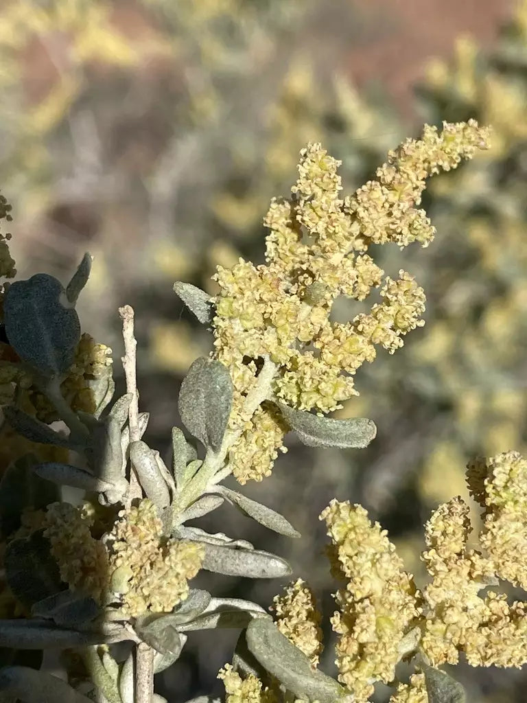 Atriplex Canescens frø til udplantning - 100 stk