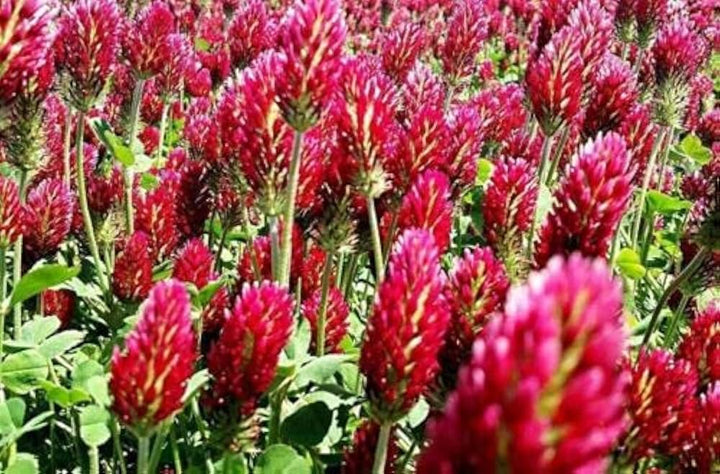 Red Crimson Flower Seeds for Planting 100 pcs