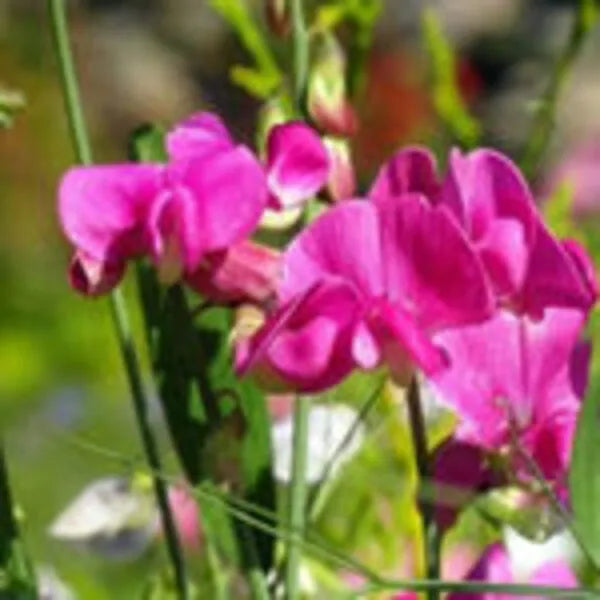 Sweet Peas Flower Seeds for Planting - 100 pcs