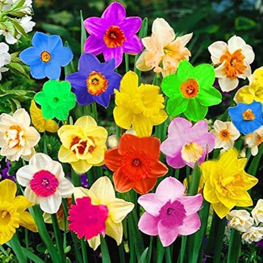 Rainbow Daffodils Flower Seeds for Planting – Vibrant Colors, Heirloom, Non-GMO Seeds