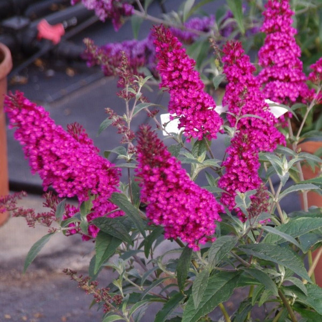 Pink Buddleia Davidii Blomsterfrø til udplantning, 100 stk