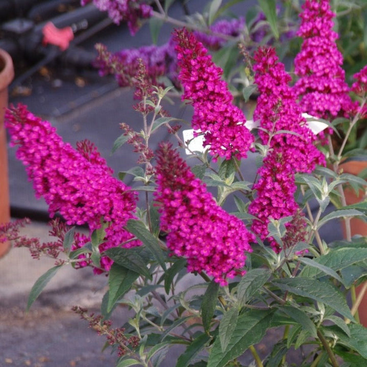 Pink Buddleia Davidii Flower Seeds for Planting, 100 pcs