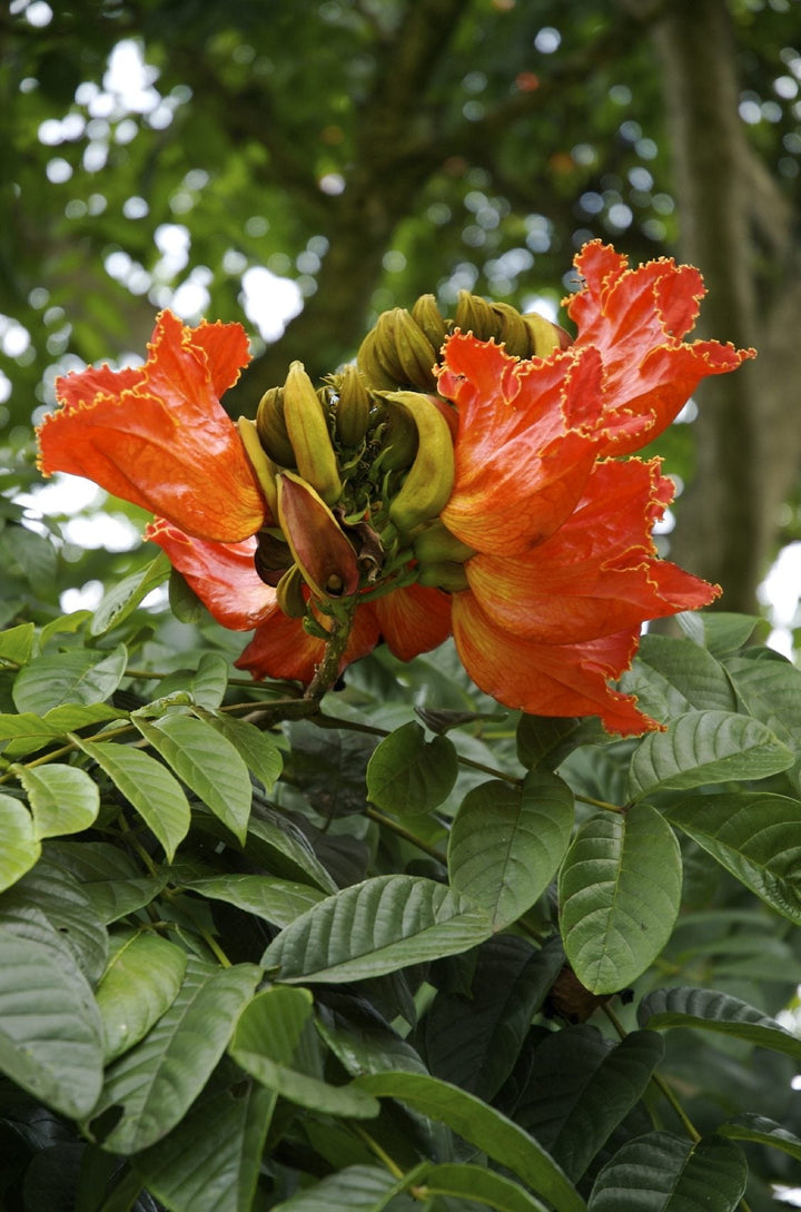 Tulip Tree Flower Seeds for Planting - 100 pcs