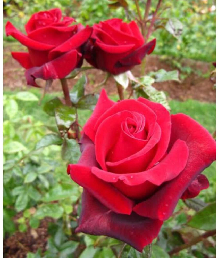 Heirloom Non-GMO Rose Planting Seeds