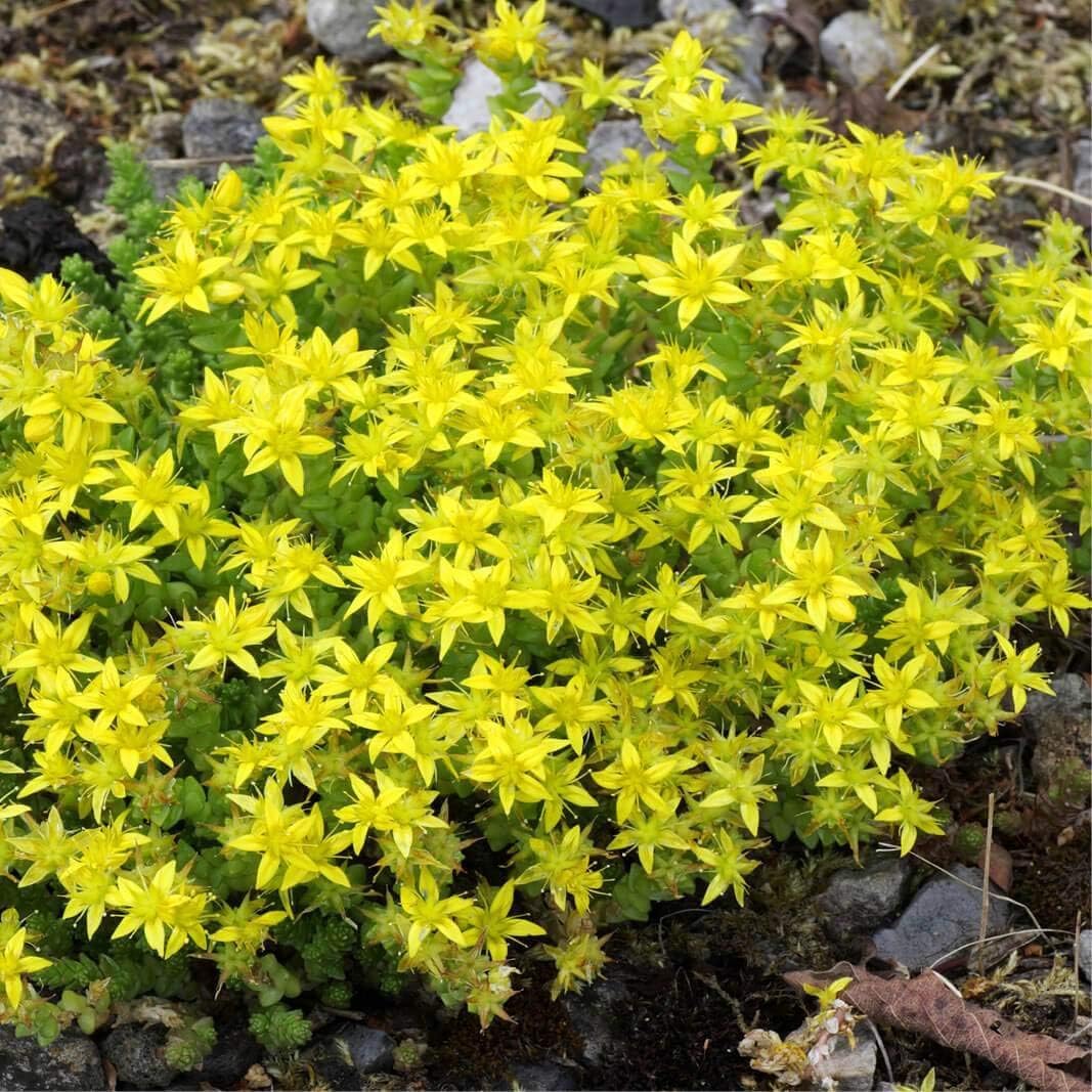 Gul Mos Stengrøde Blomsterfrø til udplantning 100 stk