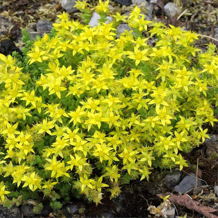 Yellow Moss Stonecrop Flower Seeds for Planting 100 pcs