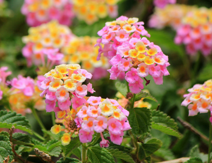 Pink Gul Lantana Blomsterfrø til udplantning 100 stk